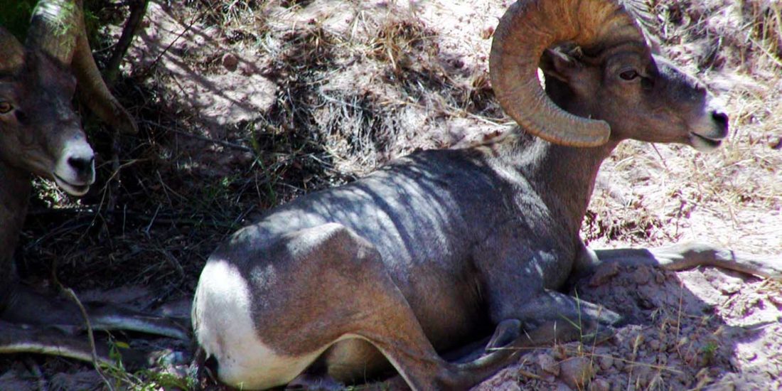Grand Canyon Desert Bighorn Sheep