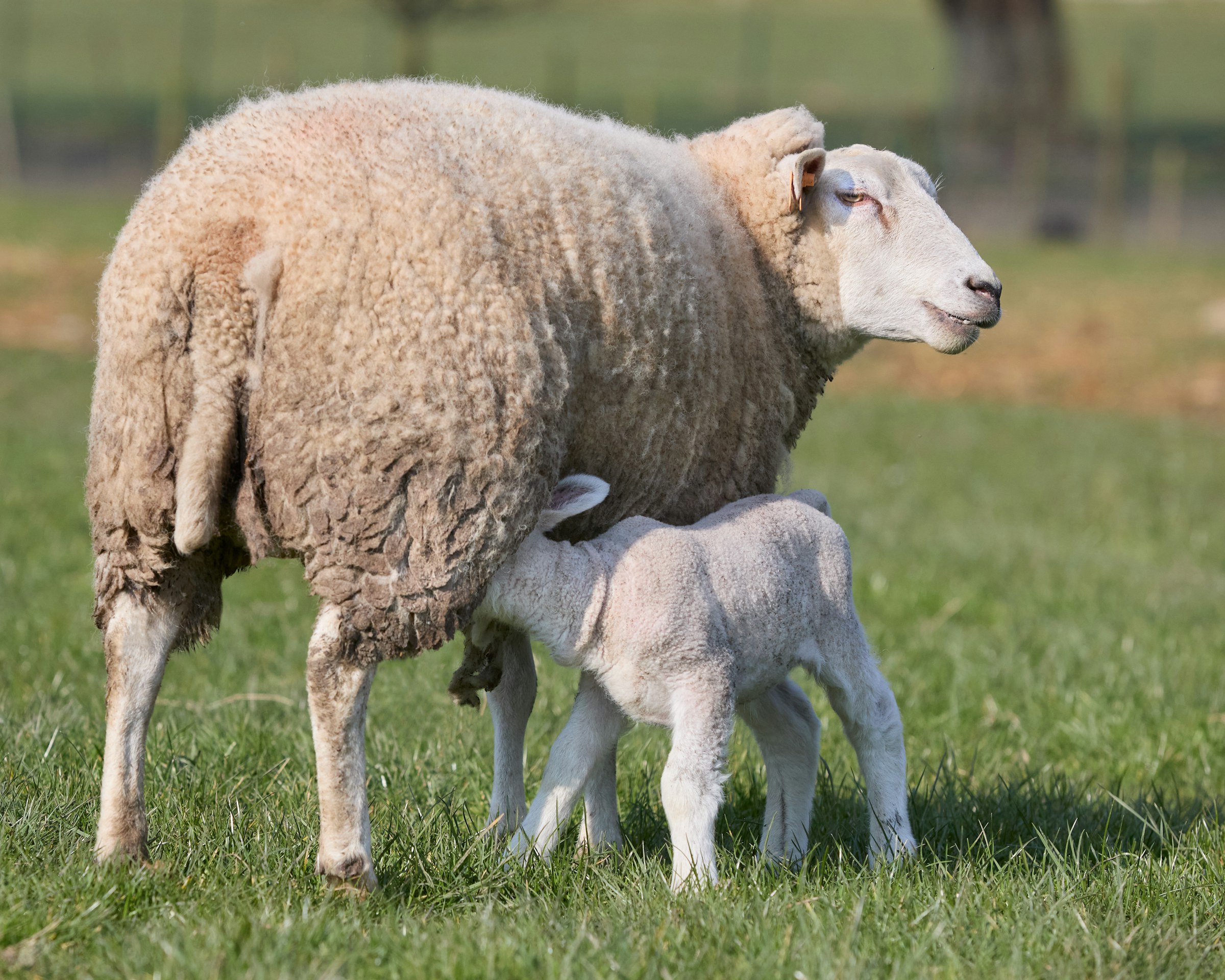Sheep and lamb in a field, illustrating the parable of the lost sheep