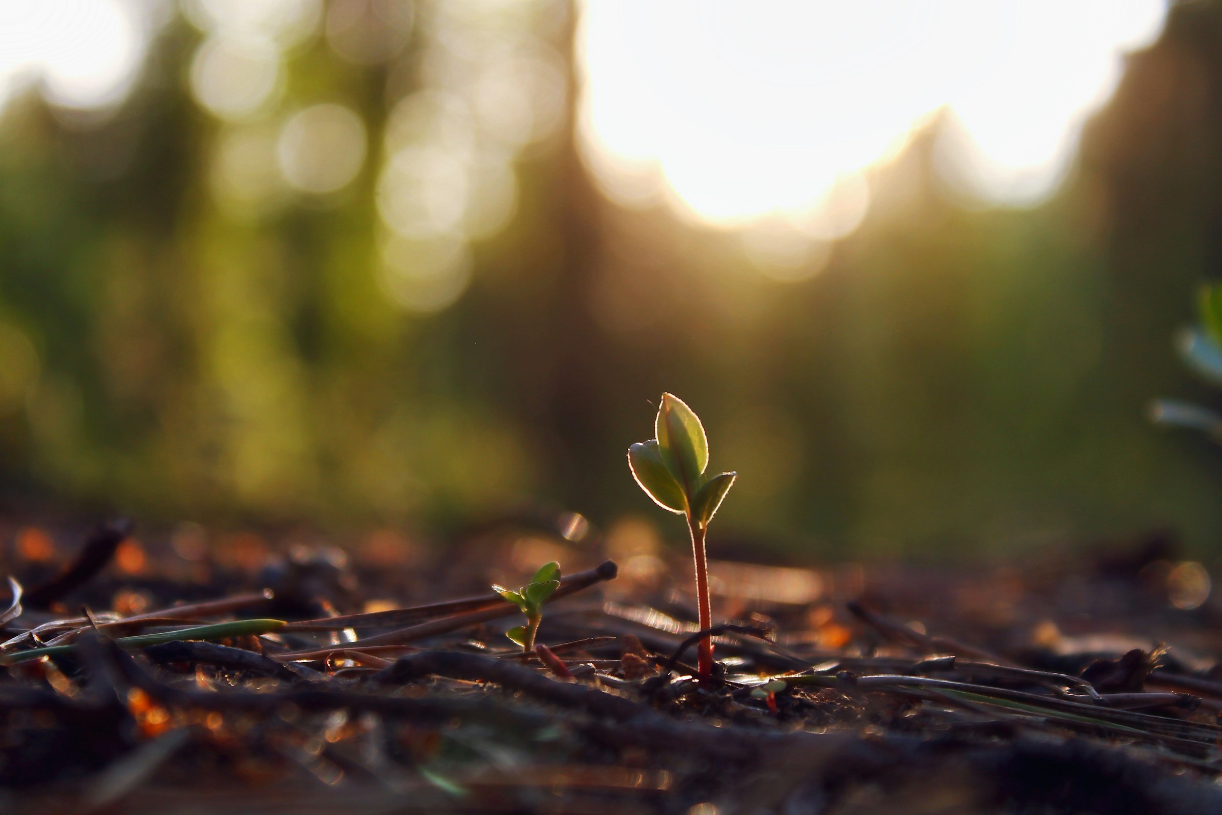 Young plant sprouting in sunlight, illustrating Isaiah 61
