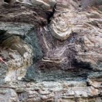 Whitmore Fold in the Bright Angel Shale