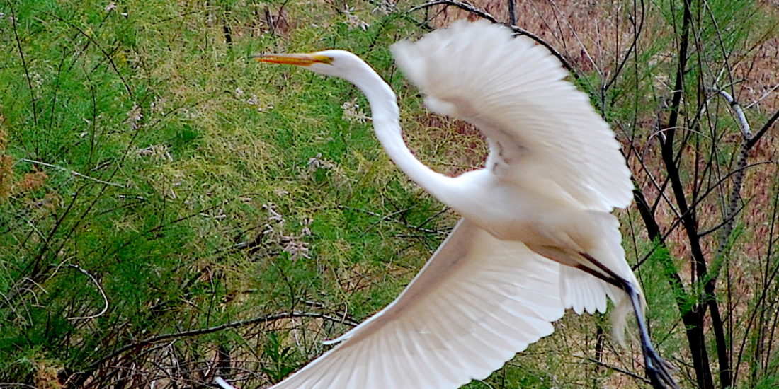 Grand Canyon Great White Egret