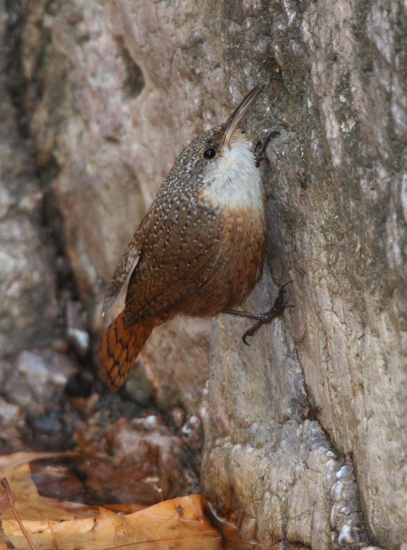 Canyon Wren (Catherpes mexicanus) clinging to a rock face