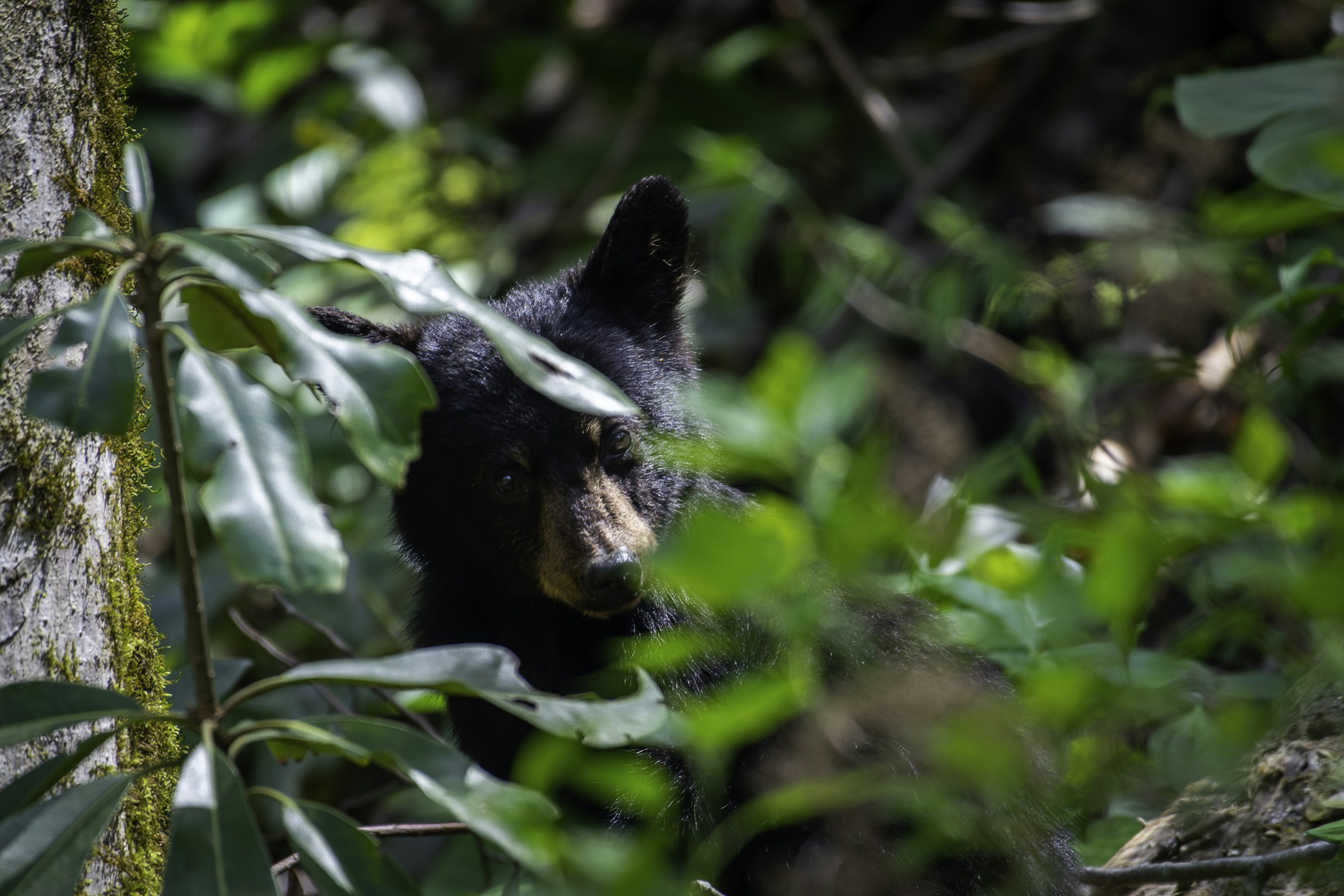 American black bear among green foliage in Cades Cove, Great Smoky Mountains National Park