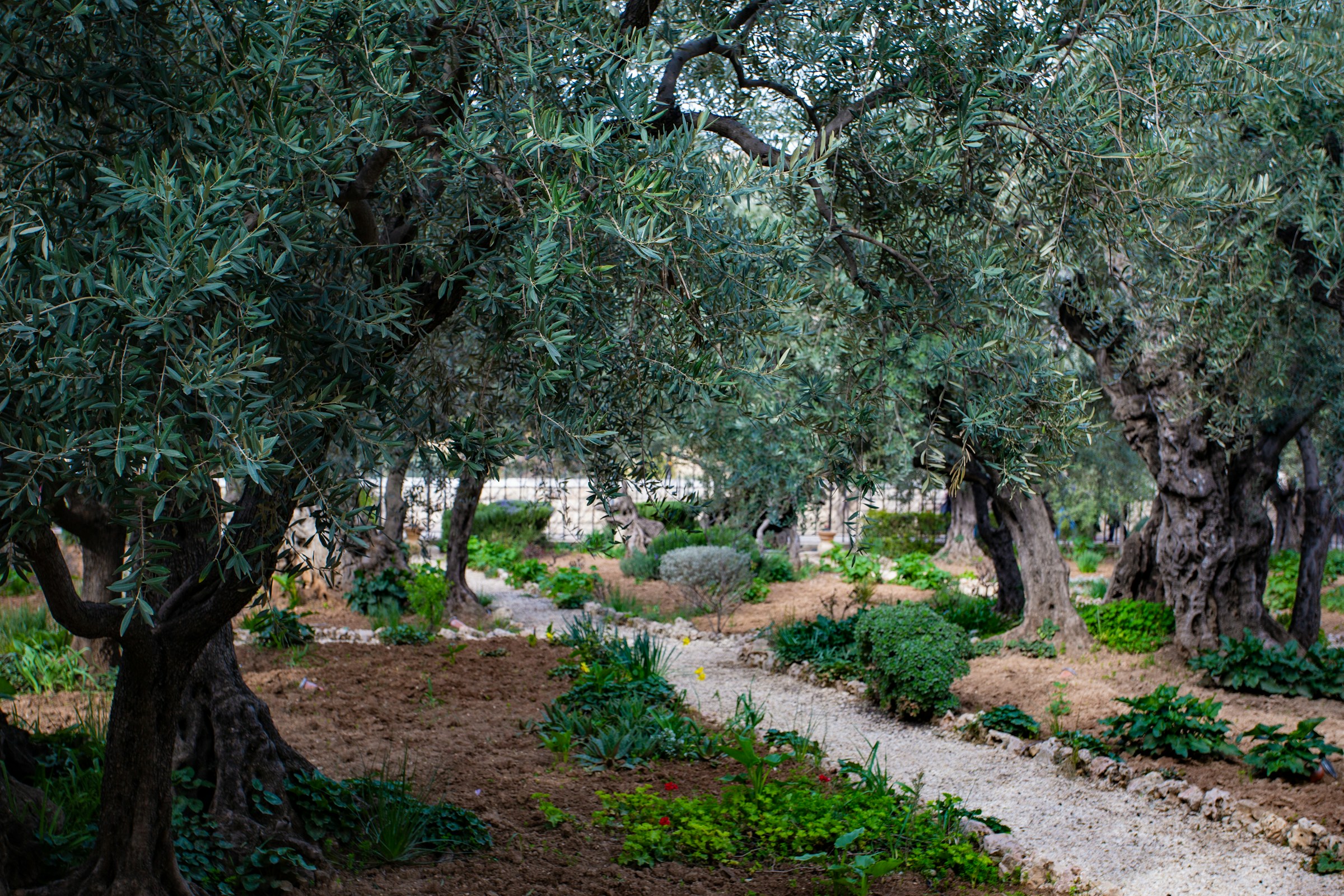 Olive trees in the Garden of Gethsemane in Jerusalem