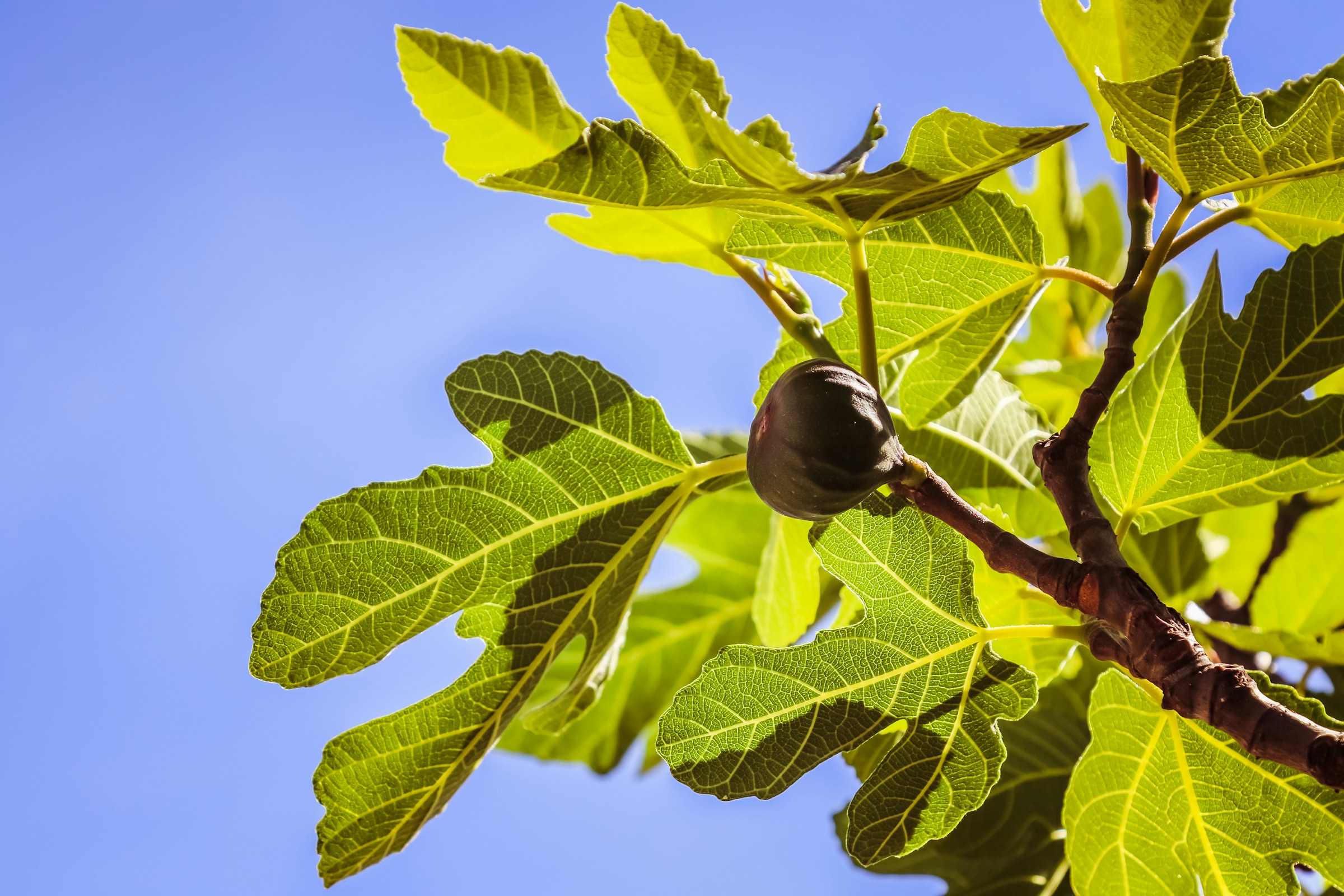Fig tree illustrating Jesus and the fig tree during Passion Week