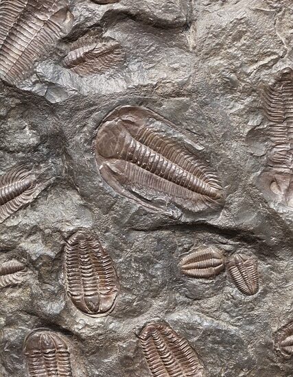Trilobite fossils