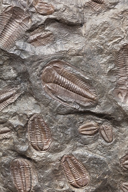 Trilobite fossils