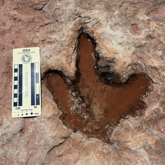 Dinosaur Track in the Moenave Sandstone Tuba City Arizona - Nate Loper