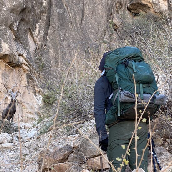 Bighorn Sheep on Bright Angel Trail