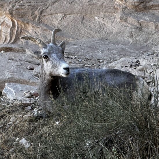 Desert Bighorn Sheep Grand Canyon