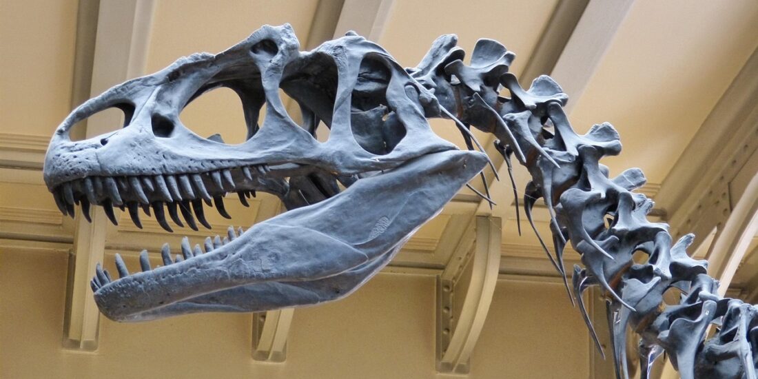 The Dinosaur skeleton exhibit showcases a large, carnivorous theropod with prominent jaws and sharp teeth, set against a museum backdrop with its warm, beige ceiling. Visitors marvel at the impressive display, noting the intricate bone structures and lifelike pose that capture the creatures formidable nature. The setting provides an educational experience about prehistoric life and the environment these majestic creatures once inhabited.