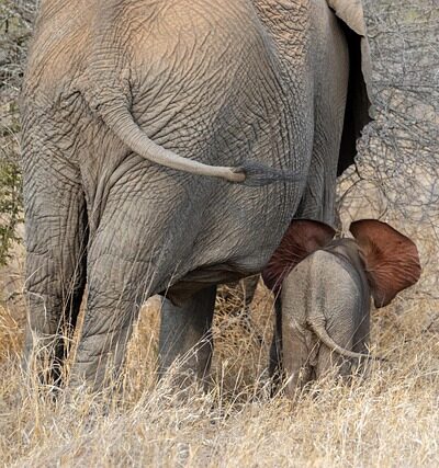 A baby elephant stands near a large adult, partially hidden among dry grass and bushes in nature. The babys ears face forward.