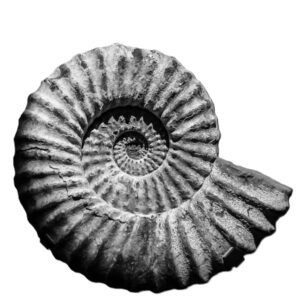 A black and white photo of a spiral ammonite fossil with detailed ridges, set on white—evoking Central Baptist Church’s architecture.