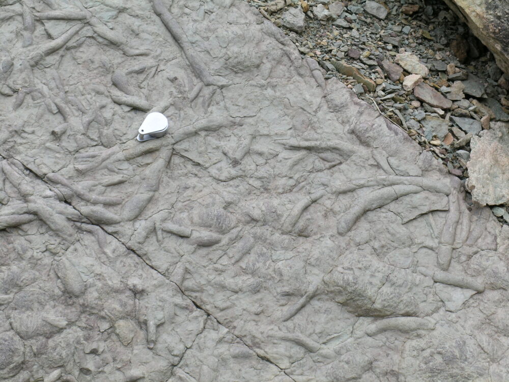 Fossilized worm burrows in the Bright Angel Shale