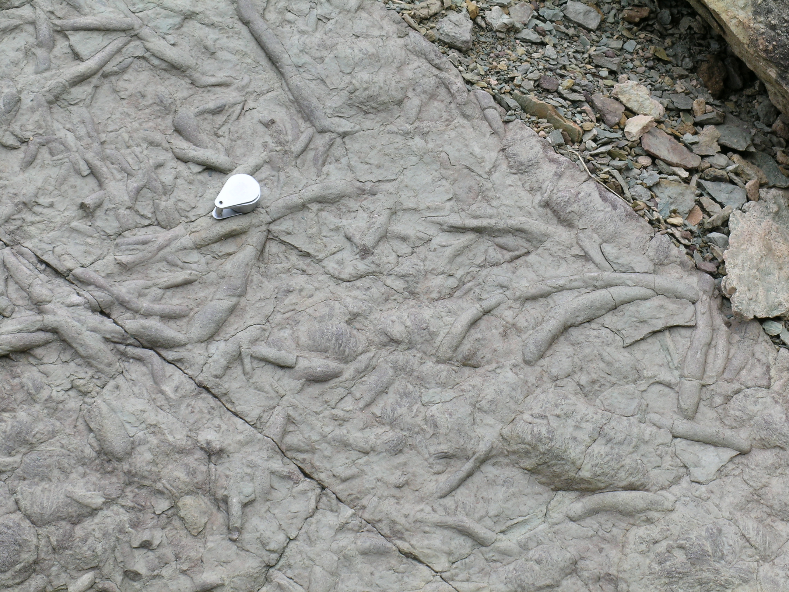 Worm Burrows in the Bright Angel Shale