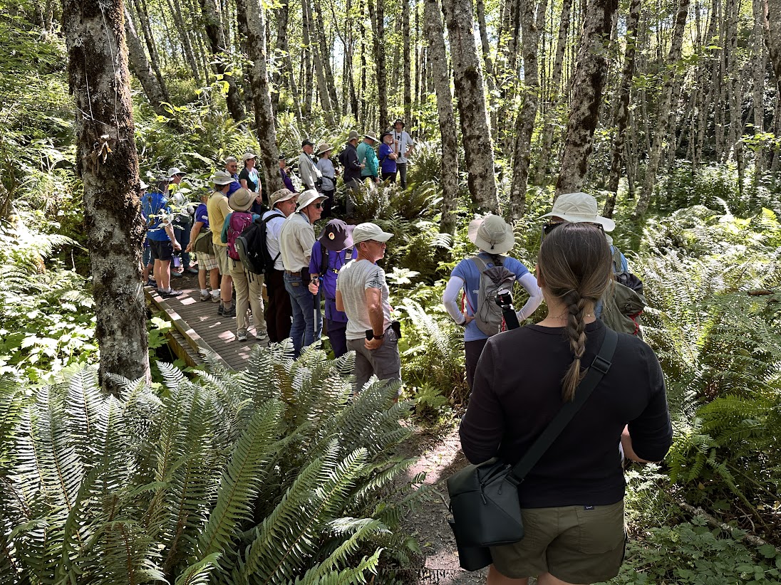 A group of men and women in hats and backpacks stand on a Mount St. Helens trail, surrounded by ferns and tall sunlit trees.