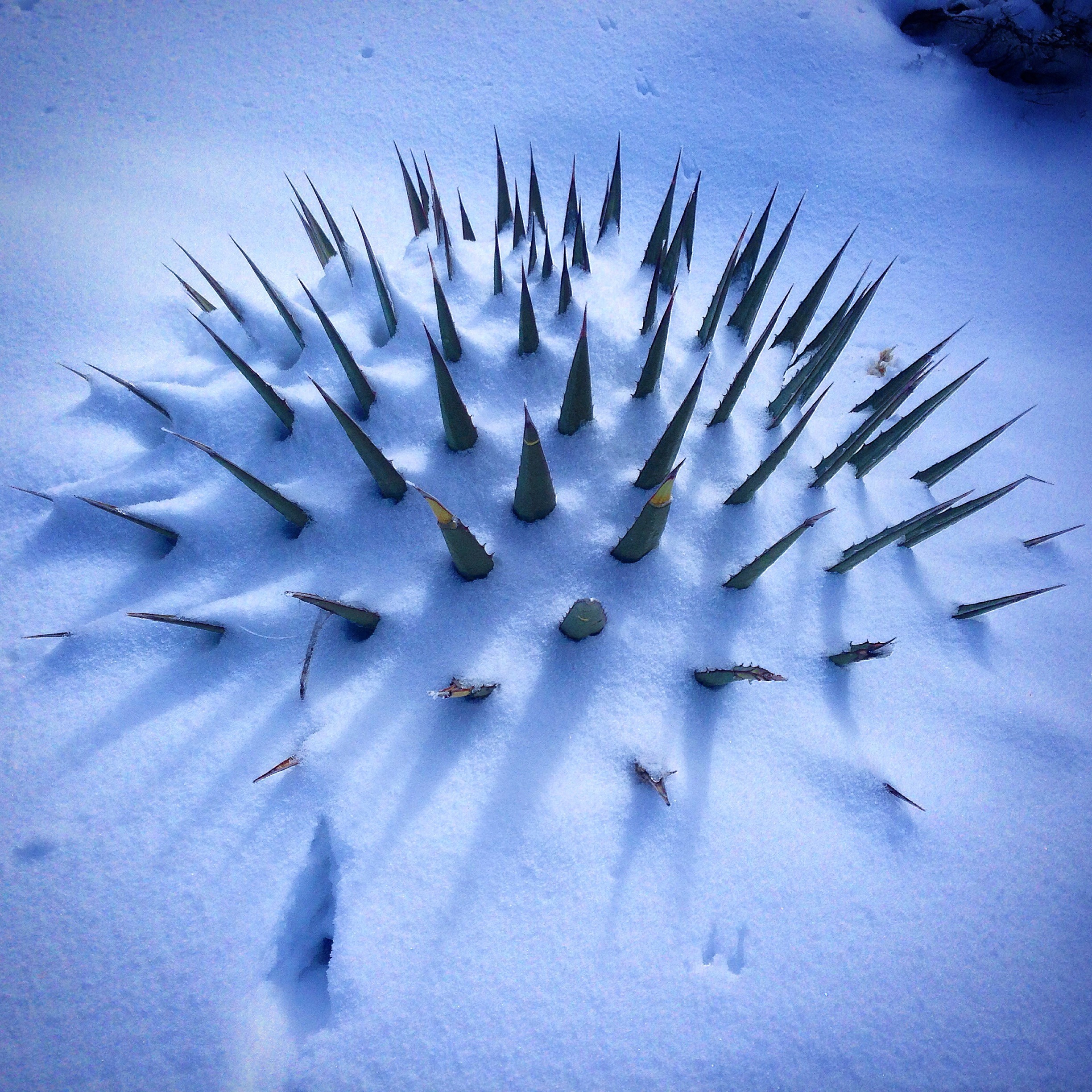 A spiky desert plant with sharp green leaves emerges from white snow, casting long shadows—an unusual Christmas scene at the Grand Canyon.