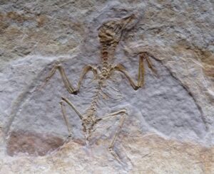 Fossil remains of a once living creature preserved in stone. Did animals face catastrophic death like this before the Fall?