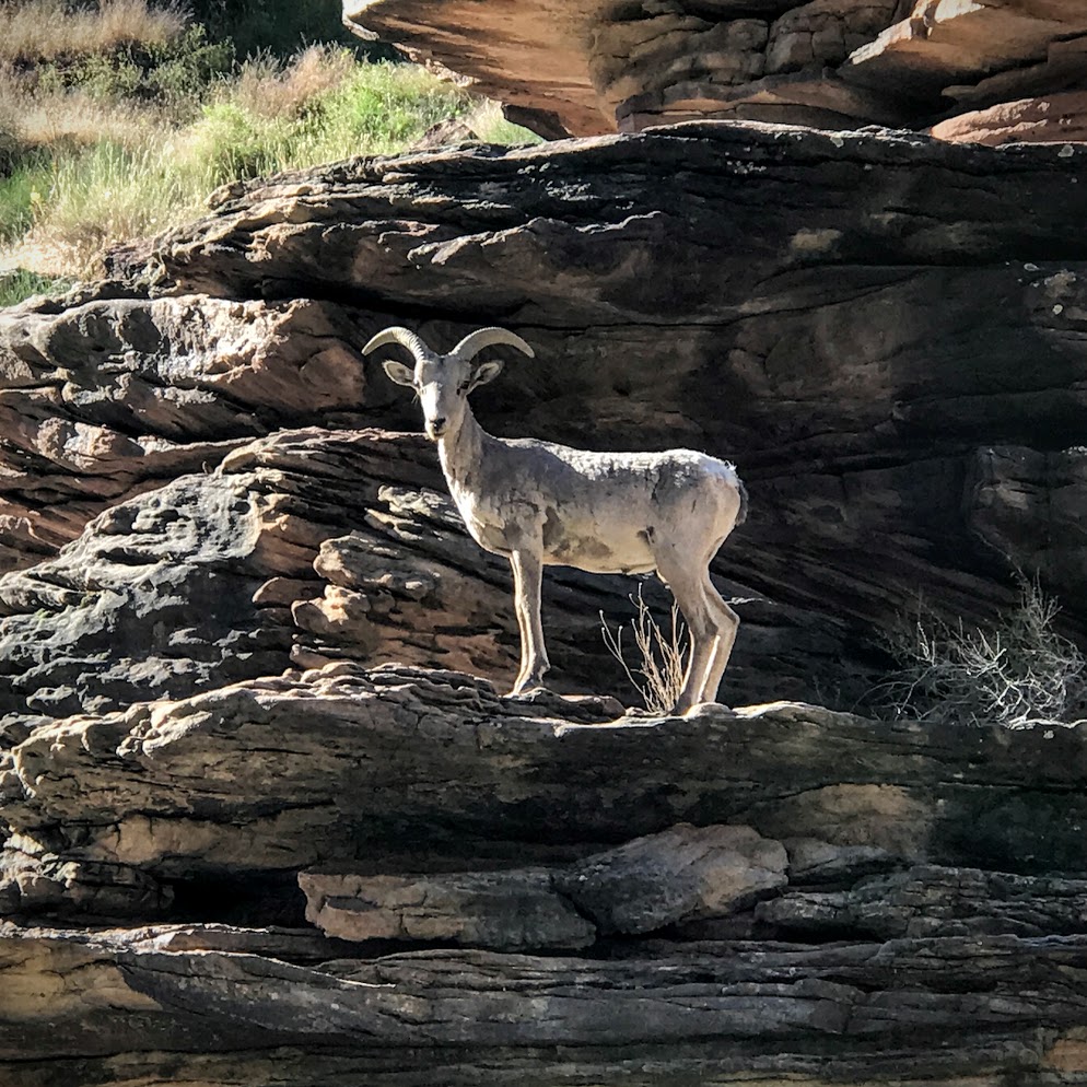 Grand Canyon Female Bighorn Sheep -Nate Loper
