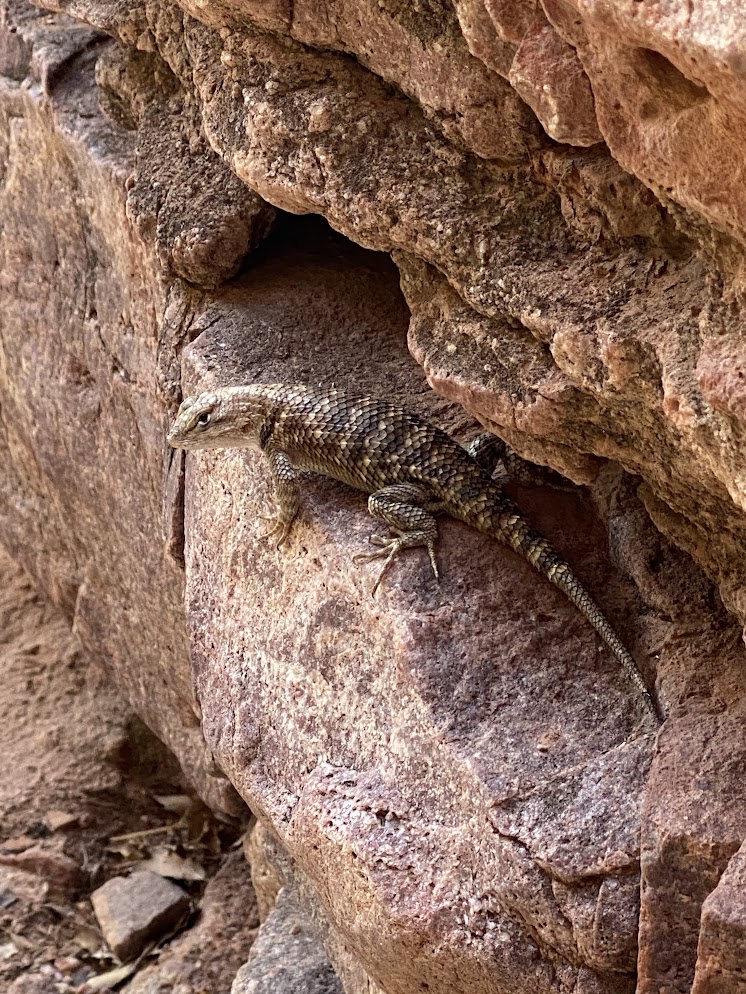 Grand Canyon Spiny Lizard