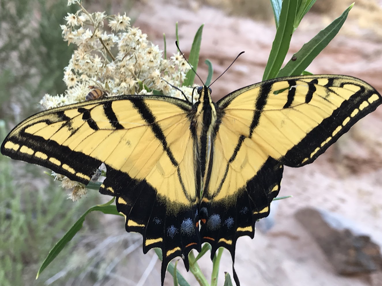 Swallowtail Butterfly Grand Canyon Arizona -Nate Loper