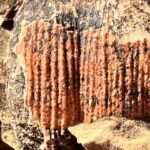 Brachiopod fossil preserved in Grand Canyon limestone