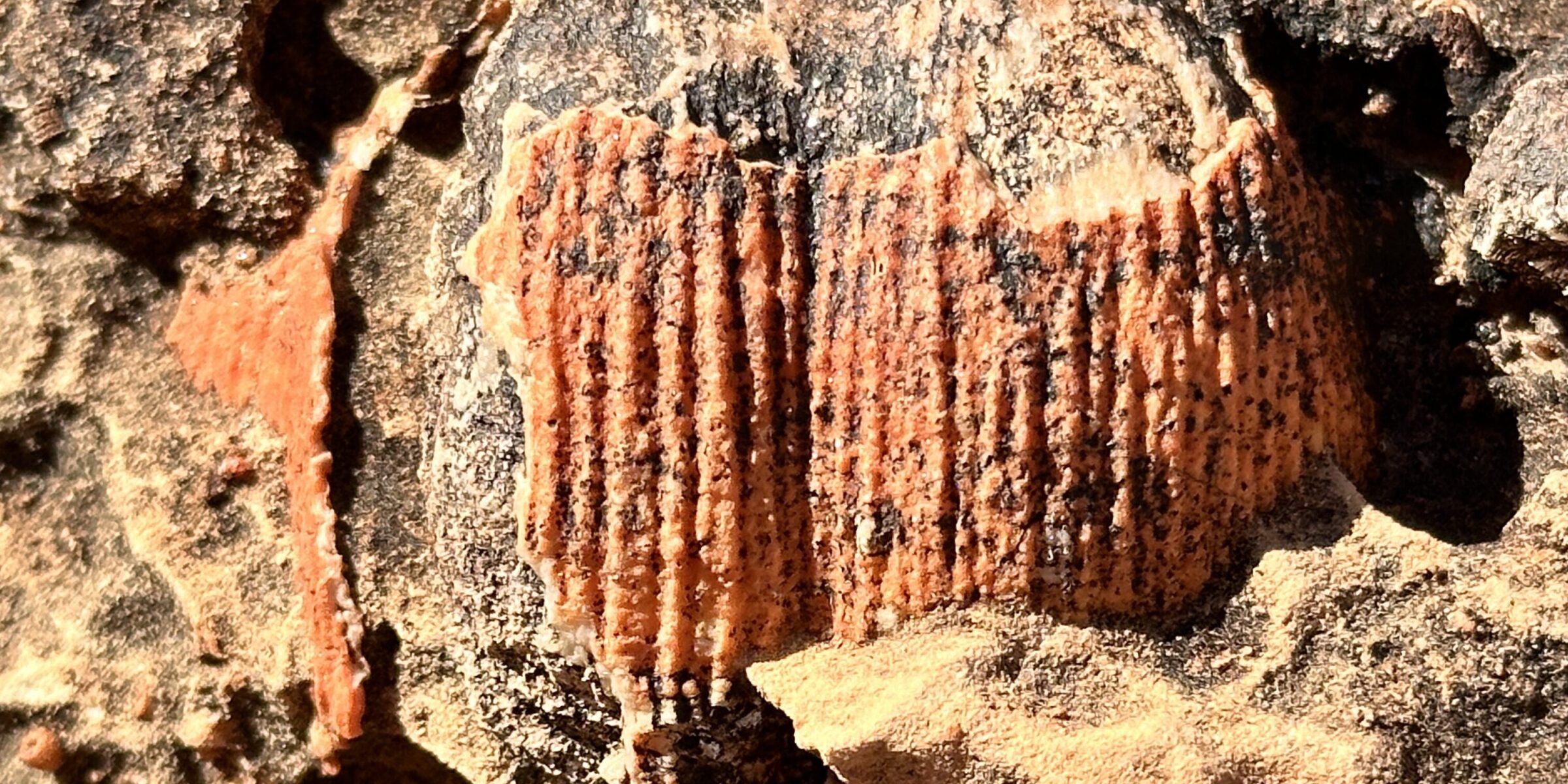 Brachiopod fossil preserved in Grand Canyon limestone